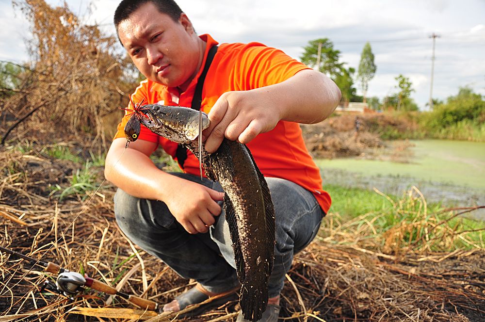 ผลงาน"กบโดดน้าบอล"