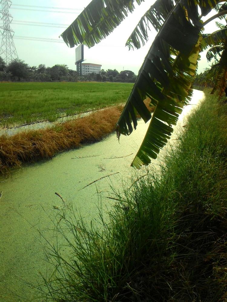 สตรีทฟิชชิ่ง ภายใต้ Catch and release ตกปลาคือกีฬา