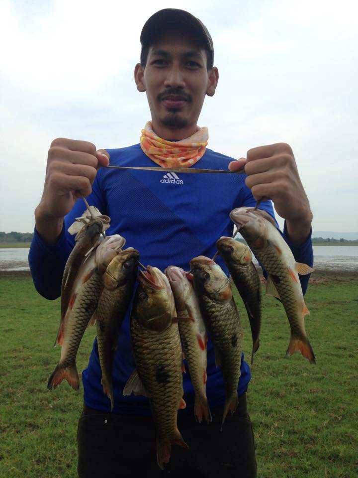 กระสูบ เขื่อนอุบลรัตน์ 