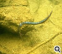 GETNET Juster Crawler 5.7 Inch