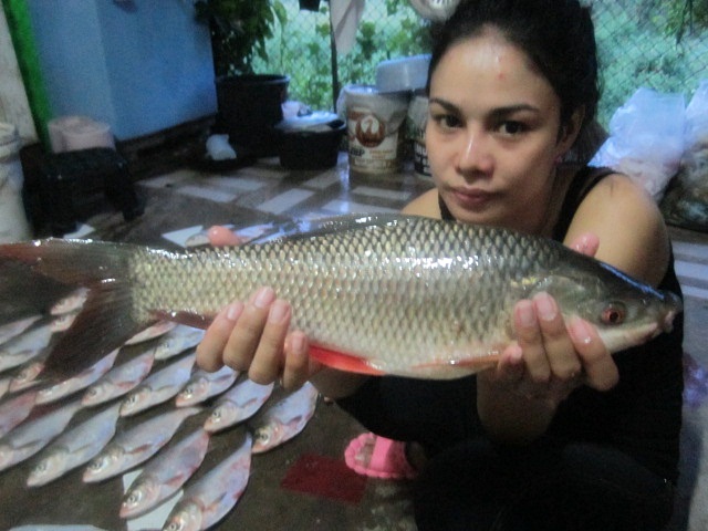 เทสสูตรปลาจีน50ล้าน