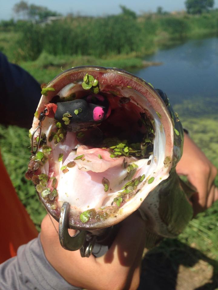 Smile Frog Lure