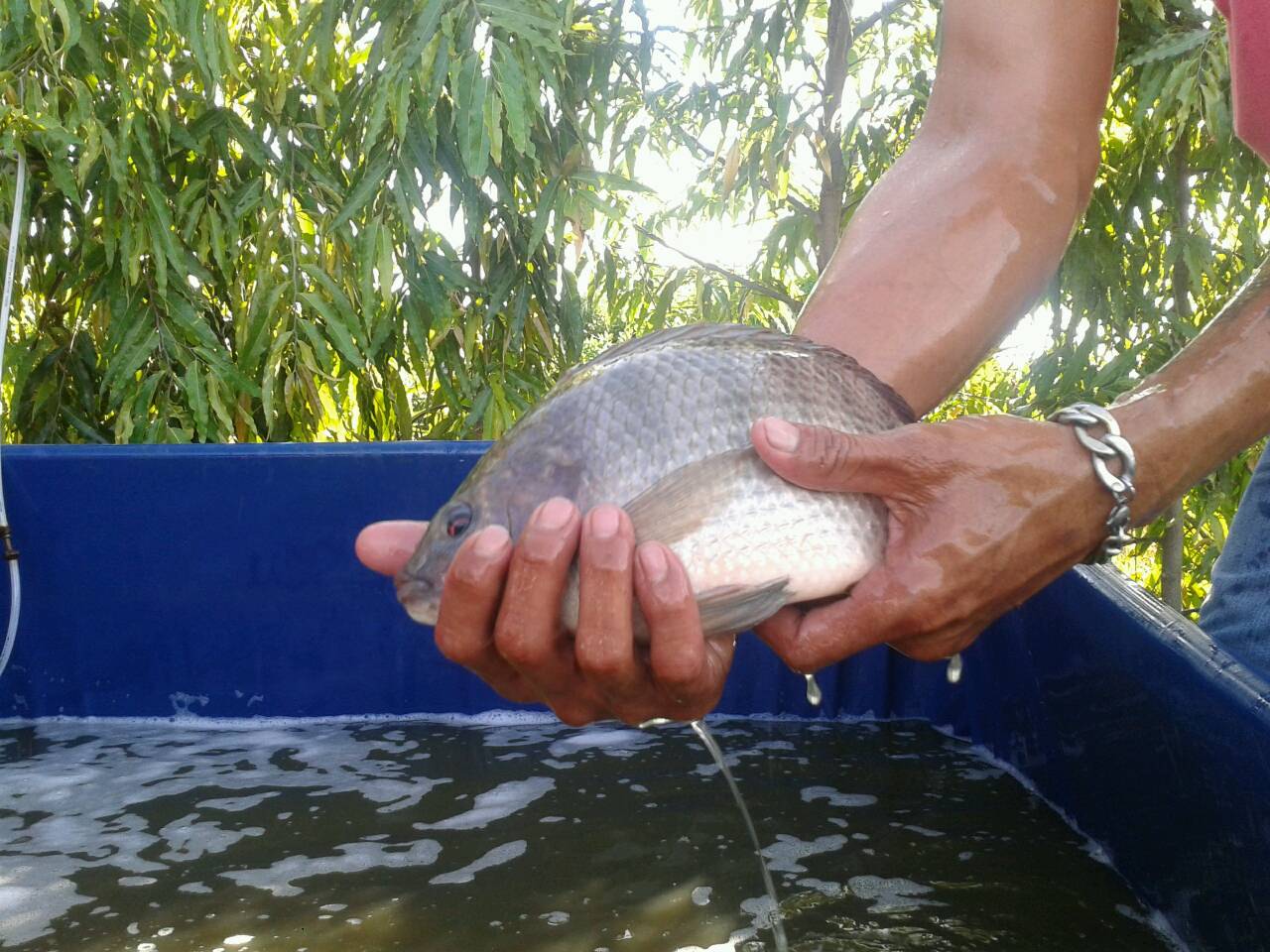 บ่อตกปลา CPKฟิชซิ่ง ลงปลานิลเพิ่มอีก ขนาด0.8-1.2โล จำนวน800โล