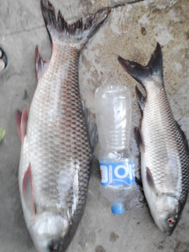 ยี่สก ณ อ่างเก็บน้ำแม่ฟอก อ.เสริมงาม จ.ลำปาง 