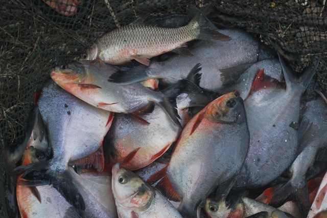 บ่อตกปลาหนุ่มบางวัว (บ่อปลารวม) ลงปลาเพิ่มแล้ว26/06/58