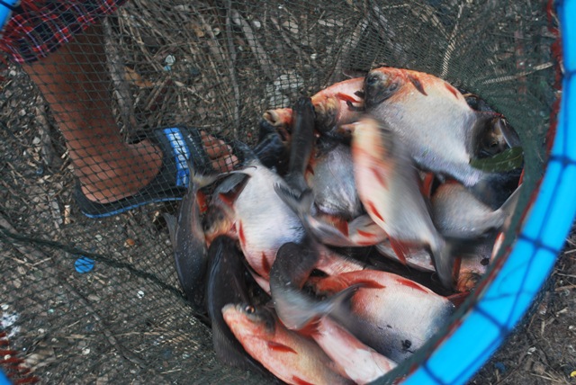 บ่อตกปลาหนุ่มบางวัว (บ่อปลารวม) ลงปลาเพิ่มแล้ว26/06/58