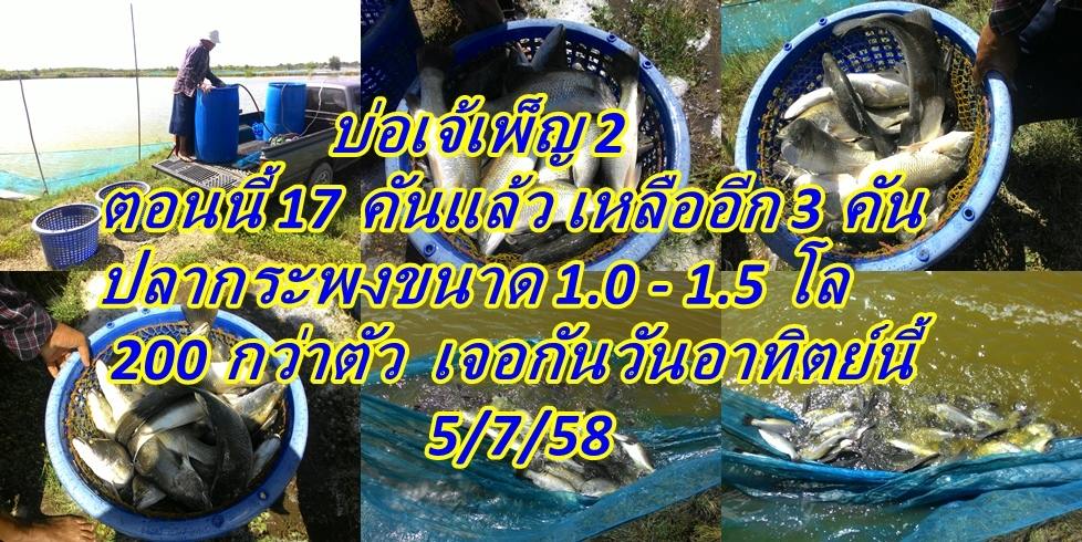 ####บ่อเจ้เพ๊ญกระพงบุฟเฟ่ 1-2 ยังไม่ครบ