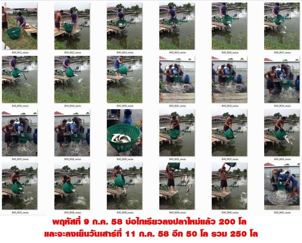 บ่อไทเรียวลงปลาใหม่สำหรับตกกระพงบุฟเฟ่ต์ล้าน% ครั้งที่ 8