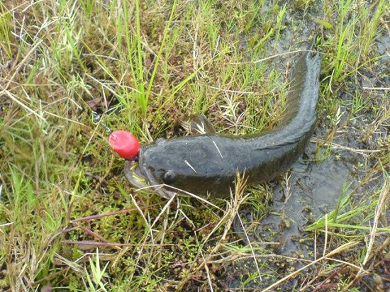 เอาผลงานกบ"Yummy frog."ที่ผ่านาให้ชมคราฟฟ