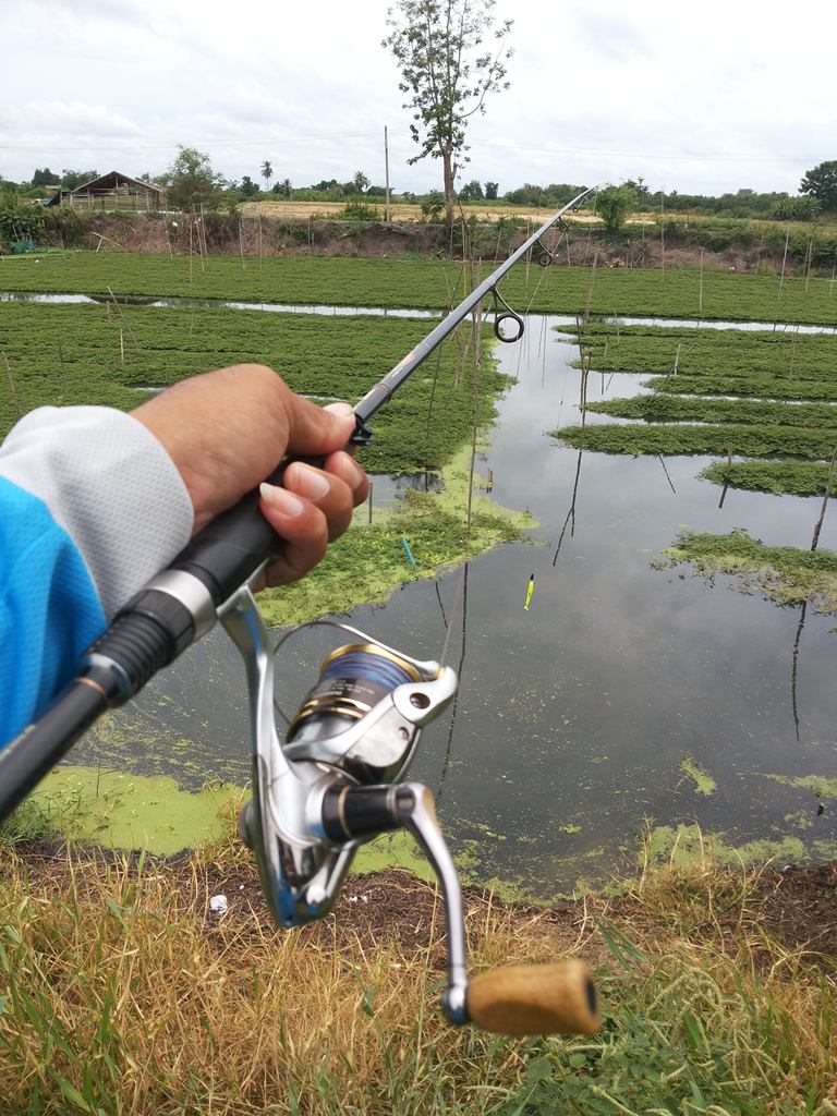 ช่อนข้างถนน