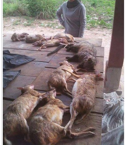 ตัวนี้ชื่อว่าอะไร