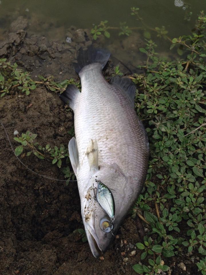 เทสมาให้ชมครับ Ul 5 cm.  by.Curve lure