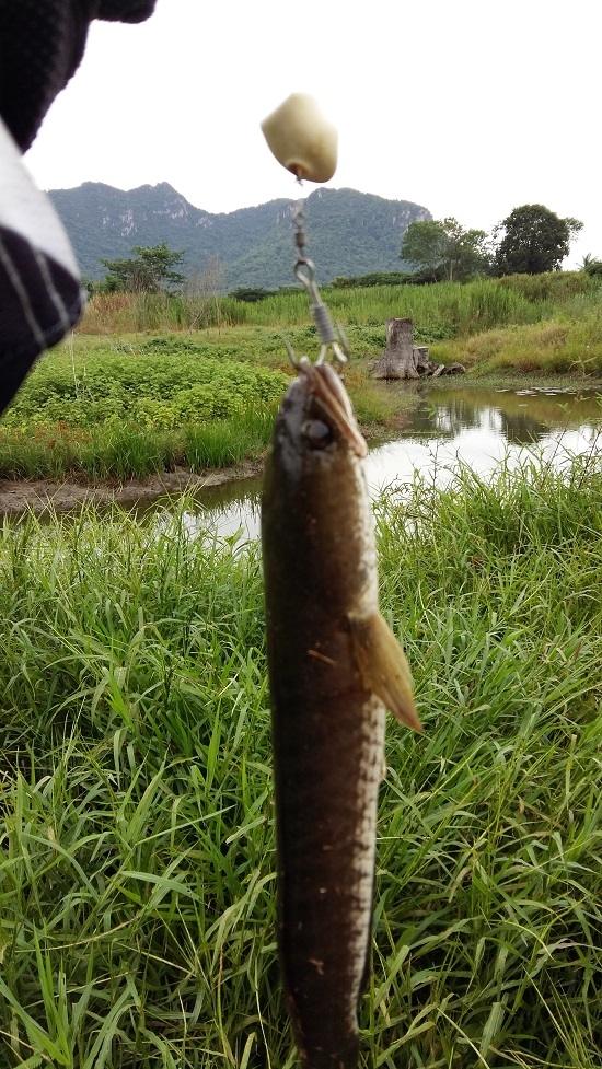 ช่อนป๊อกเพชรบุรี กิน เจ ครับ