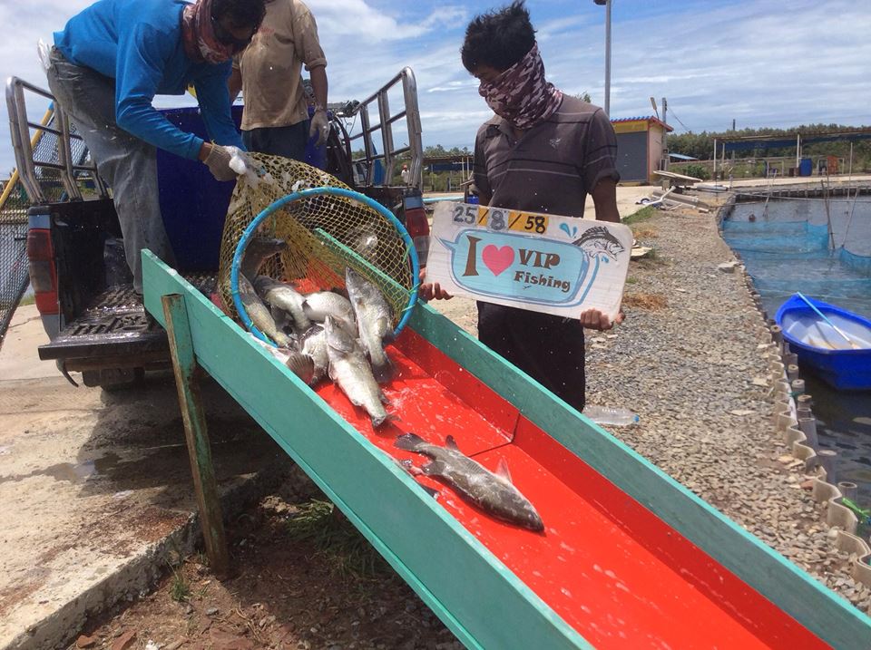 น้ำดี ปลาใหม่ โปรสุดคุ้ม จะรออะไรอยู่ที่ VIP Fishing