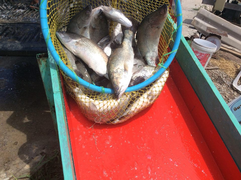 น้ำดี ปลาใหม่ โปรสุดคุ้ม จะรออะไรอยู่ที่ VIP Fishing