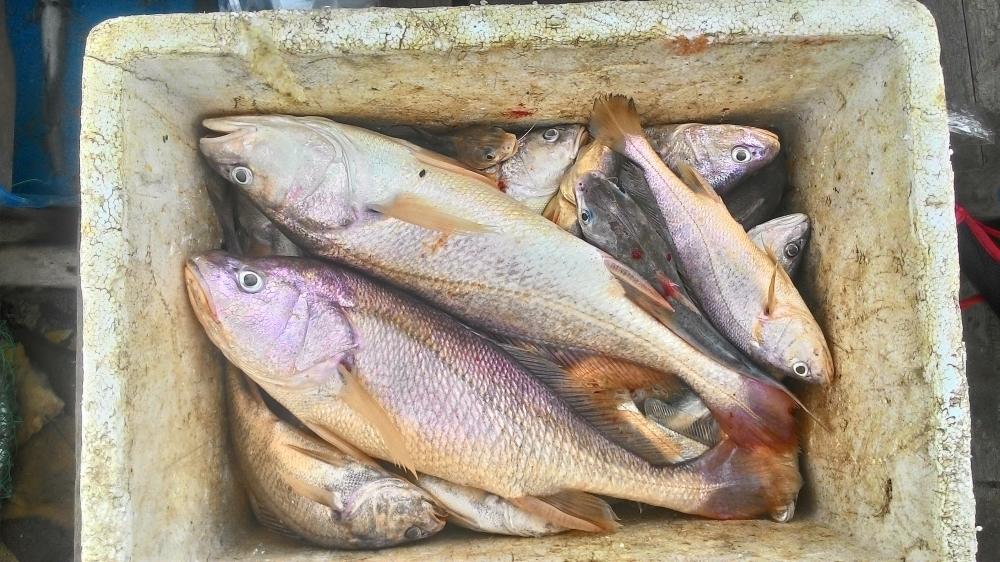 ปลารวม+กุ้ง...กับไต๋เปรี้ยว