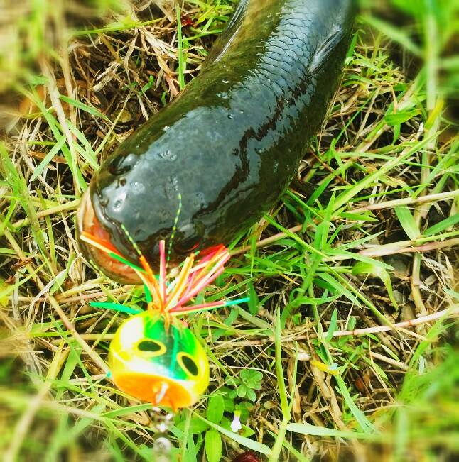 เมื่อกบเปิดตัว...Mighty frog zaaa...