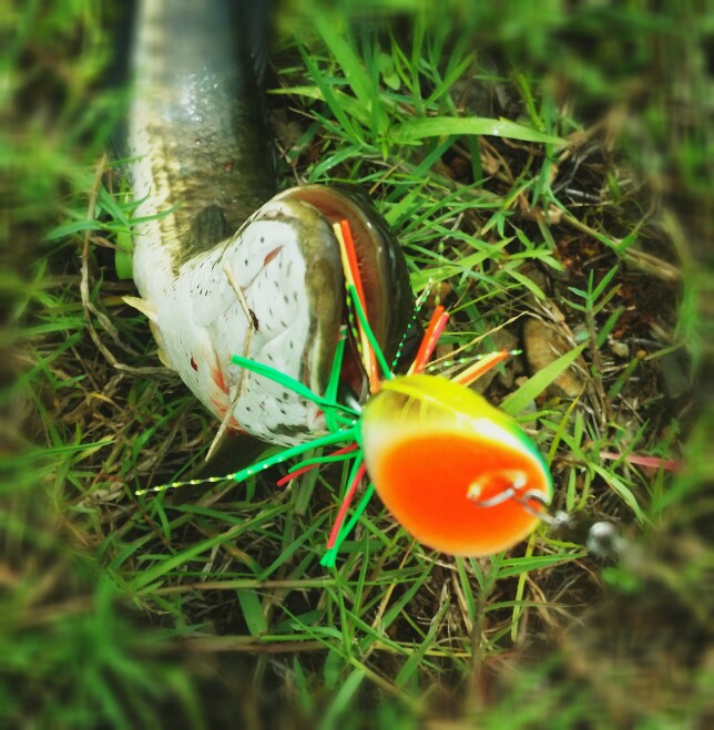 เมื่อกบเปิดตัว...Mighty frog zaaa...