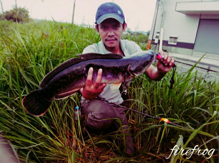 ชะโดไต้หวันช่อนไต้หวัน#2