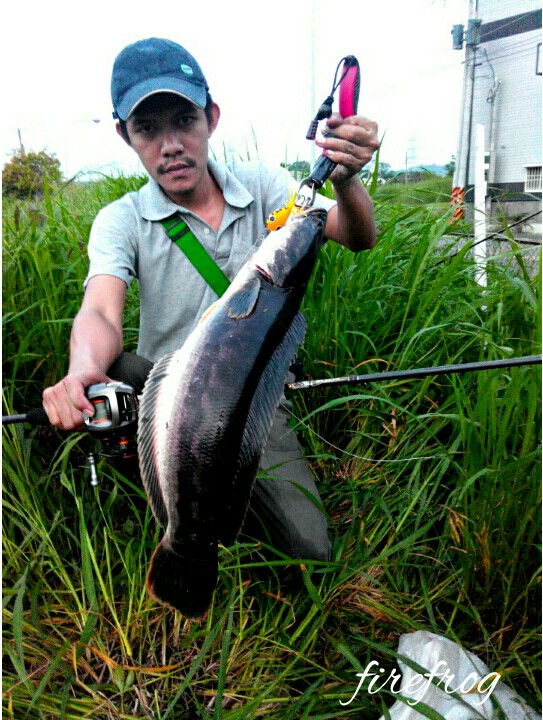 ชะโดไต้หวันช่อนไต้หวัน#2