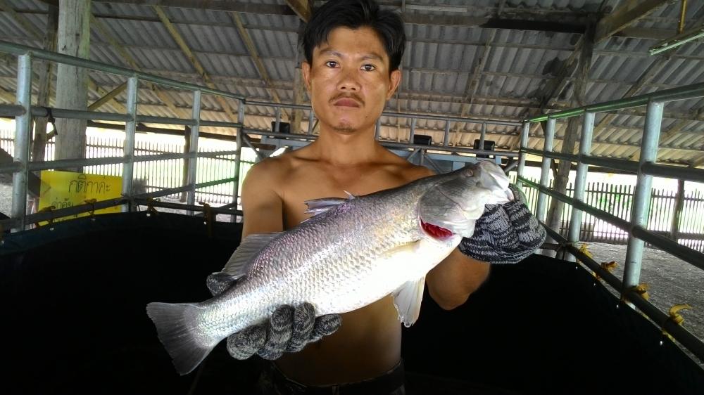 บ่อน้องดรีม ฟิชชิ่ง ลงปลาเพิ่มแล้วครับ 
