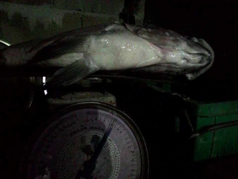 ปลาใหญ่ๆที่ได้ปีนี ปลานิลไหญ่ๆครับ พิกัด6โลกว่าๆ ปลากระสูบ3.9โล ชะโดเว๊นไซส์6โล 