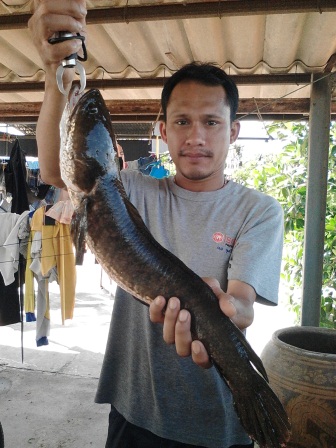 ผสมพันธุ์กบเก่งบ้านใหม่ ท่าม่วง กาญจนบุรี