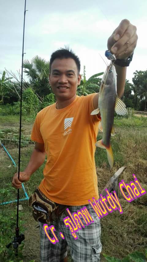 ปลา กด ว่า มันชอบกัดPod Rider เหมือนกัล
