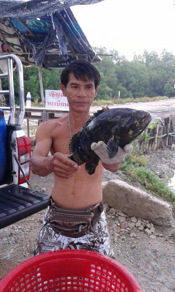 UP บ่อเก๋าเทียนทะเล เปิด 4.ตุลาคม.2558  UP 