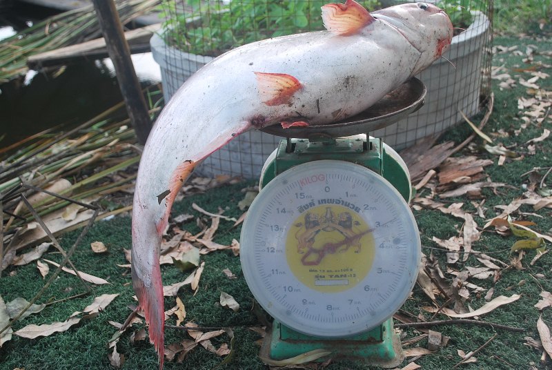 บ่อตกปลาหนุ่ม,บ่อลุงตี๋บางวัว(บ่อปลารวม)ลงปลาอีกแล้ว 29/09/58