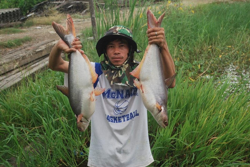 บ่อตกปลาหนุ่ม,บ่อลุงตี๋บางวัว(บ่อปลารวม)ลงปลาอีกแล้ว 29/09/58