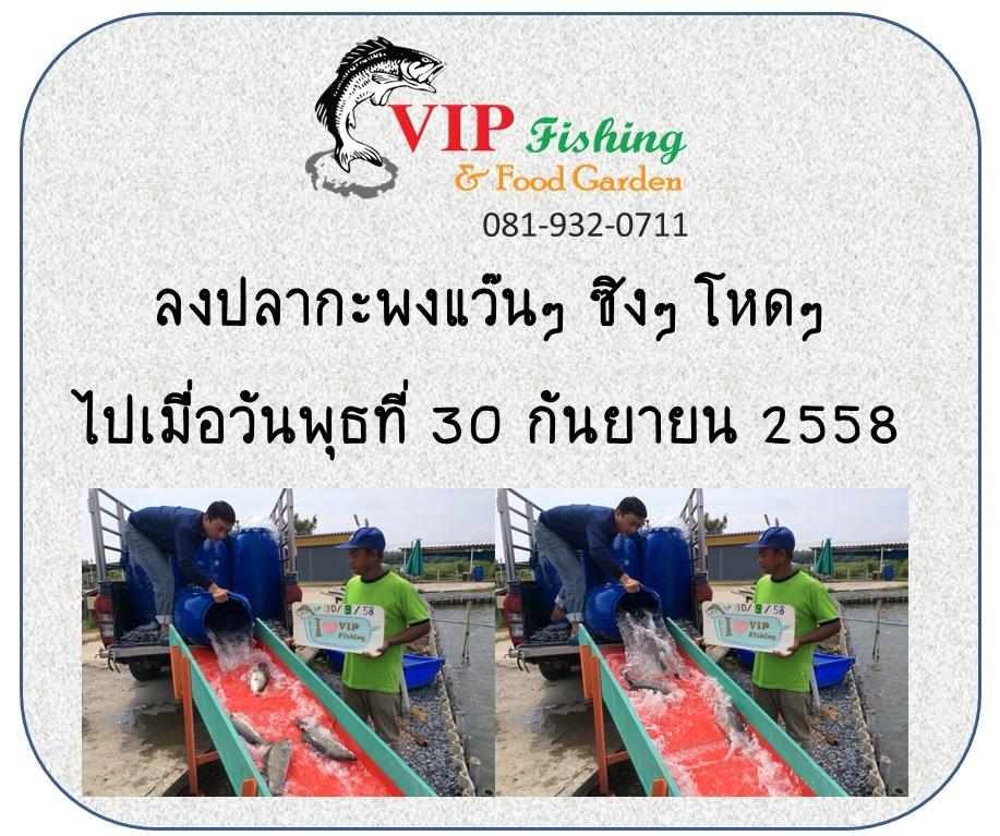 บ่อ VIP กะพงแว๊น! กะพงซิง! กะพงโหด! 