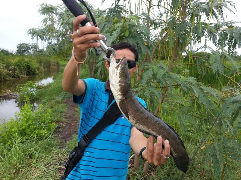 ปลาช่อนวังกุ้งครับ