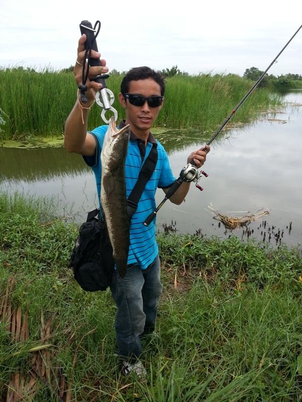 ปลาช่อนวังกุ้งครับ