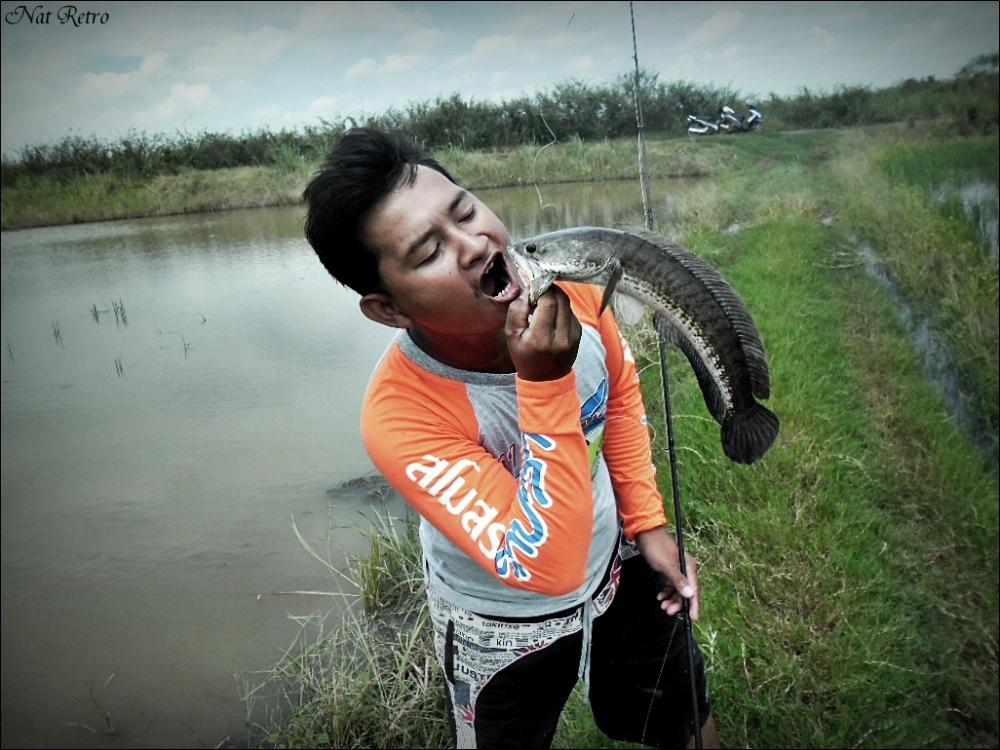 ลุยนาหาปลาช่อน มาเผาเกลือ