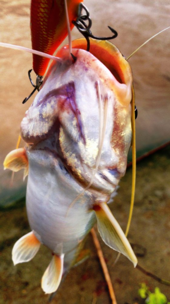 Mustad untrapoint》》ปึ้กเดียวอยู่ !!!