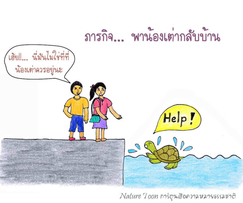 ยังง่วนอยู่กับเรื่องเต่า : ภารกิจปล่อยเต่า