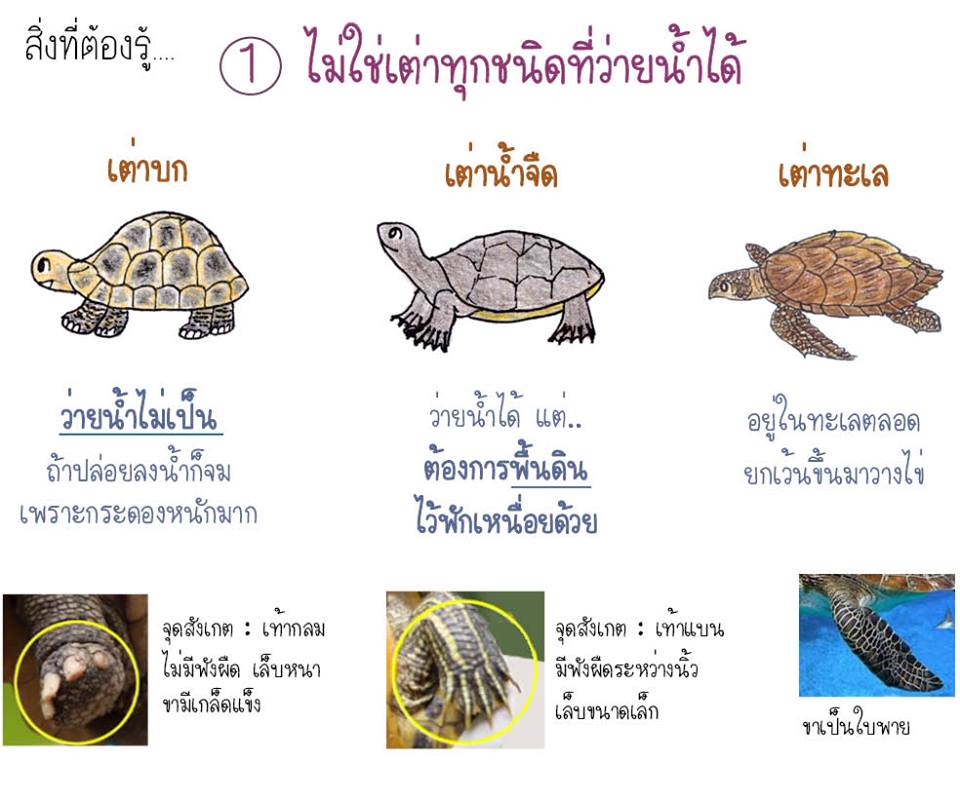 ยังง่วนอยู่กับเรื่องเต่า : ภารกิจปล่อยเต่า