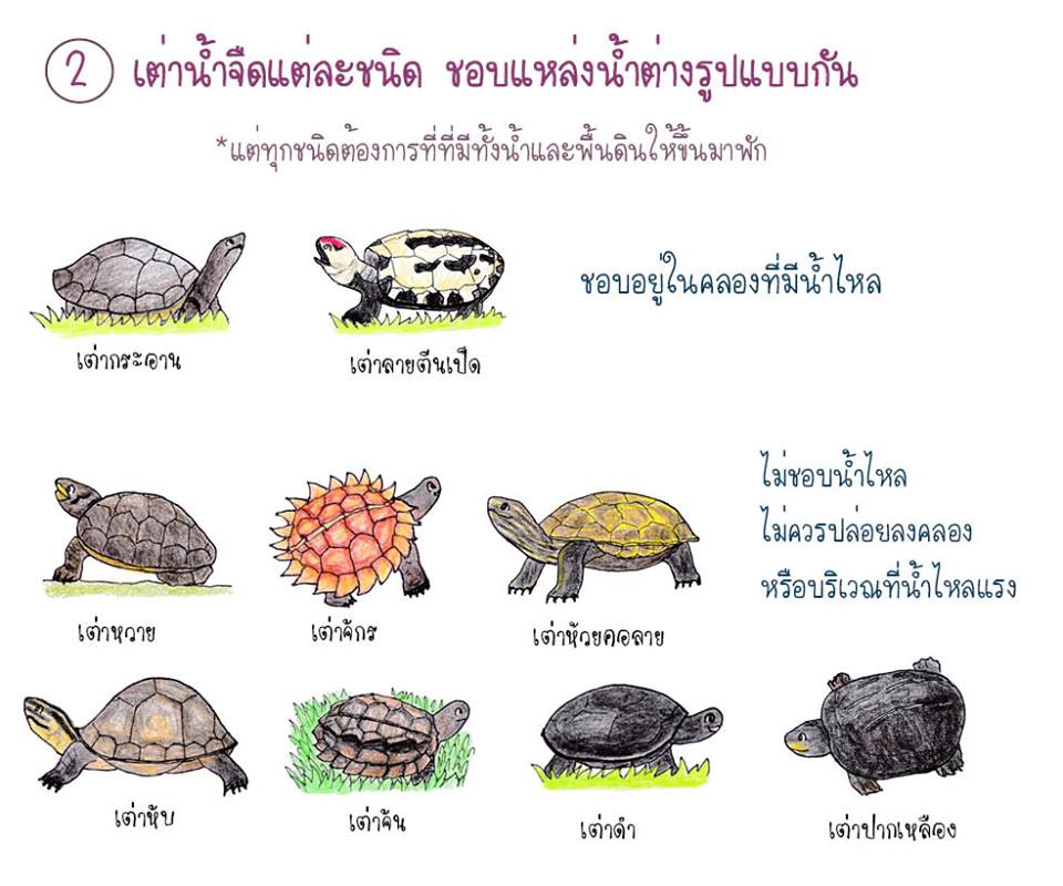 ยังง่วนอยู่กับเรื่องเต่า : ภารกิจปล่อยเต่า