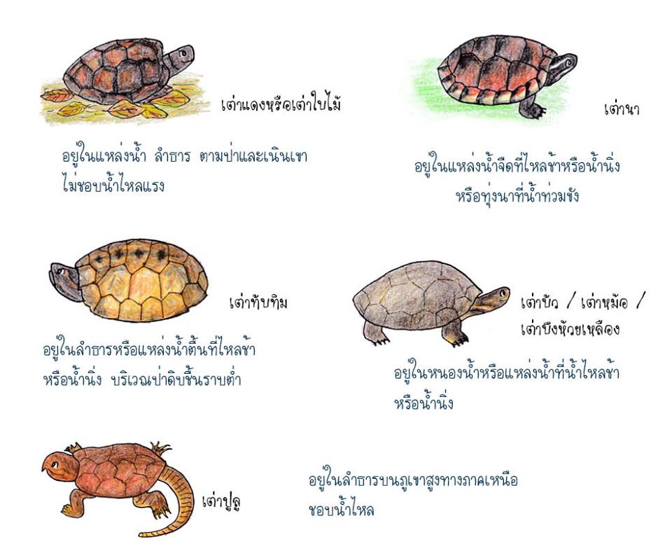 ยังง่วนอยู่กับเรื่องเต่า : ภารกิจปล่อยเต่า