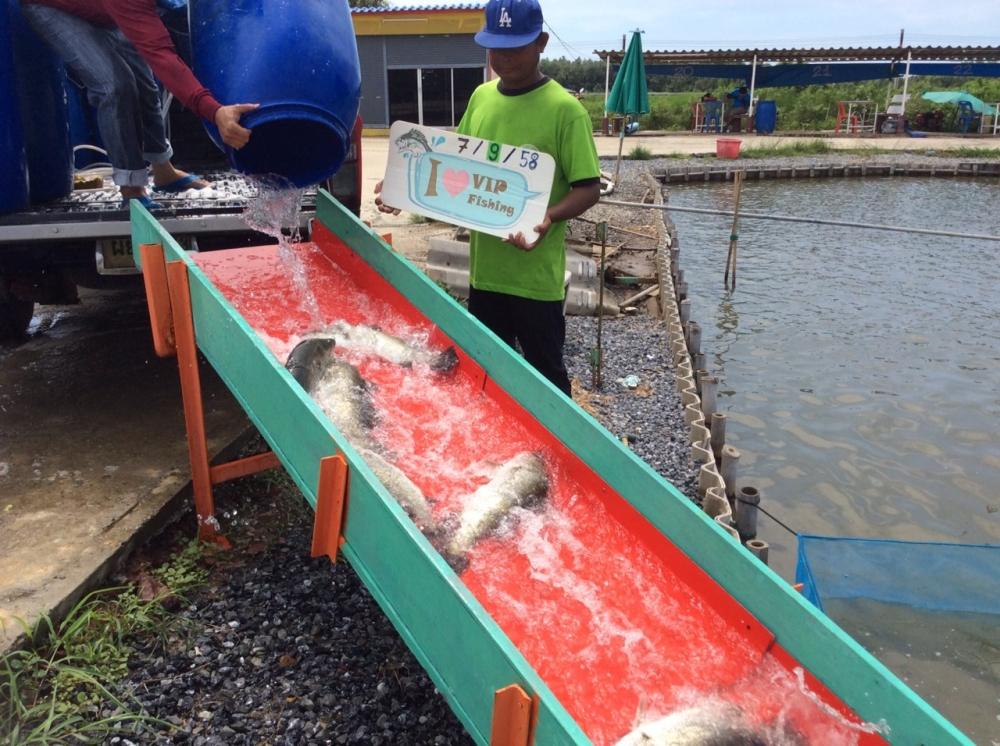 ลงปลาไซร์สวย 350 ตัว@VIP FISHING 
