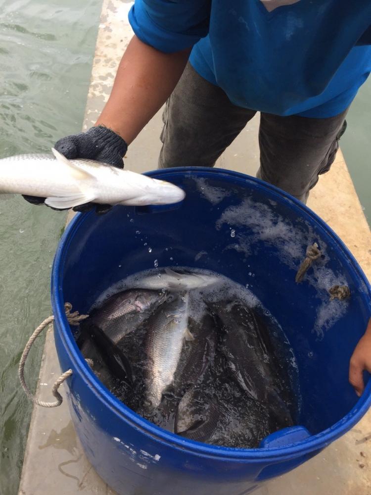 ปล่อยปลากะพงเพิ่มอีก340โล (บ่อตกไร่ตาลเดี่ยวฟิชชิ่ง)อ.ดอนตูมจ.นครปฐม