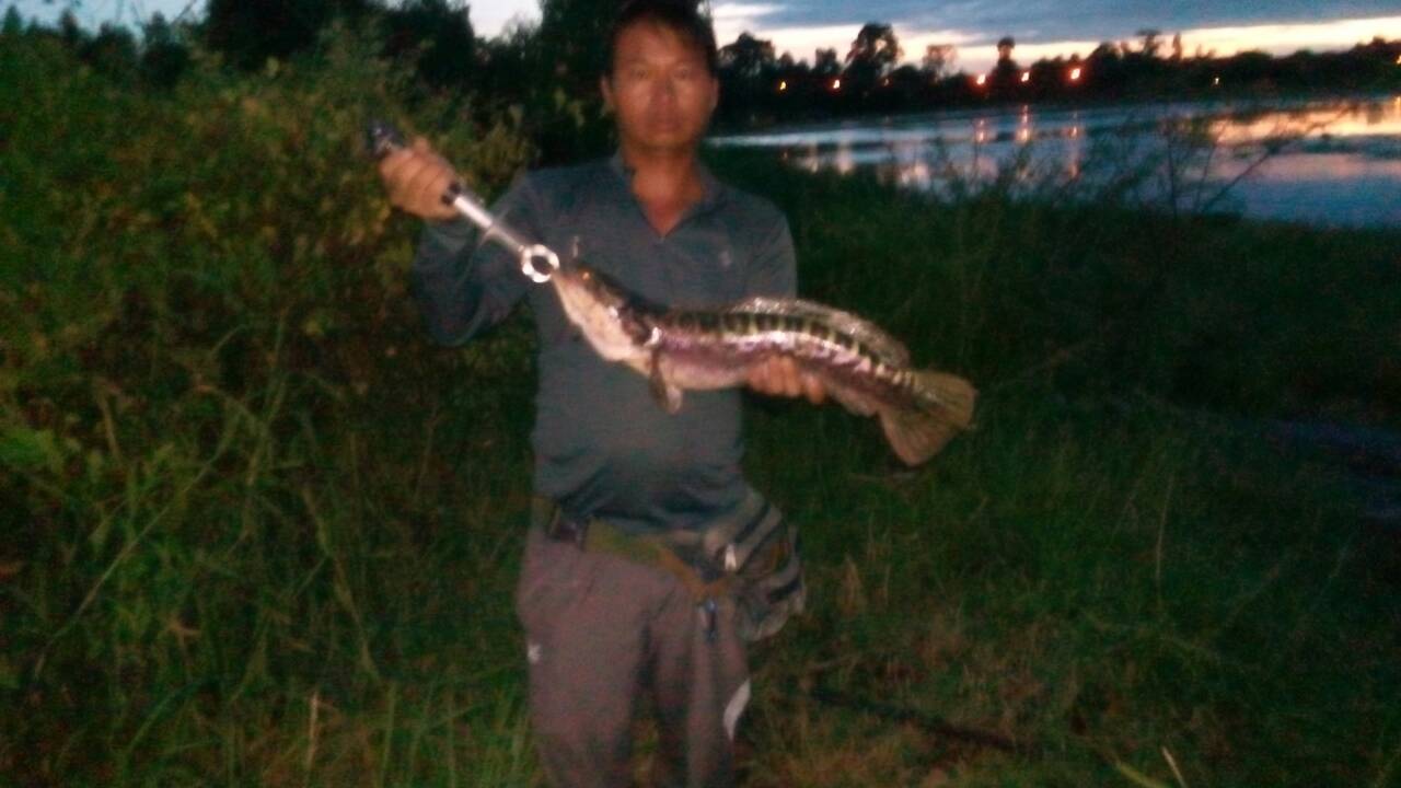 ตกชะโดทีมหมูน้อยฟิชชิ่ง