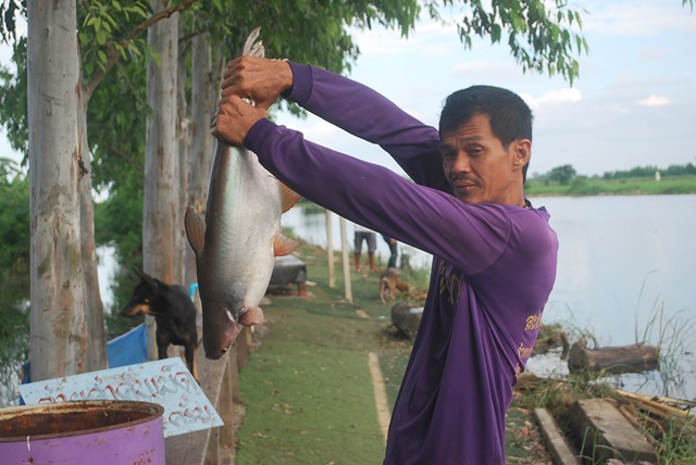 บ่อตกปลาหนุ่มบางวัว(บ่อปลารวม)ลงปลาอีกแล้ว 13/10/58