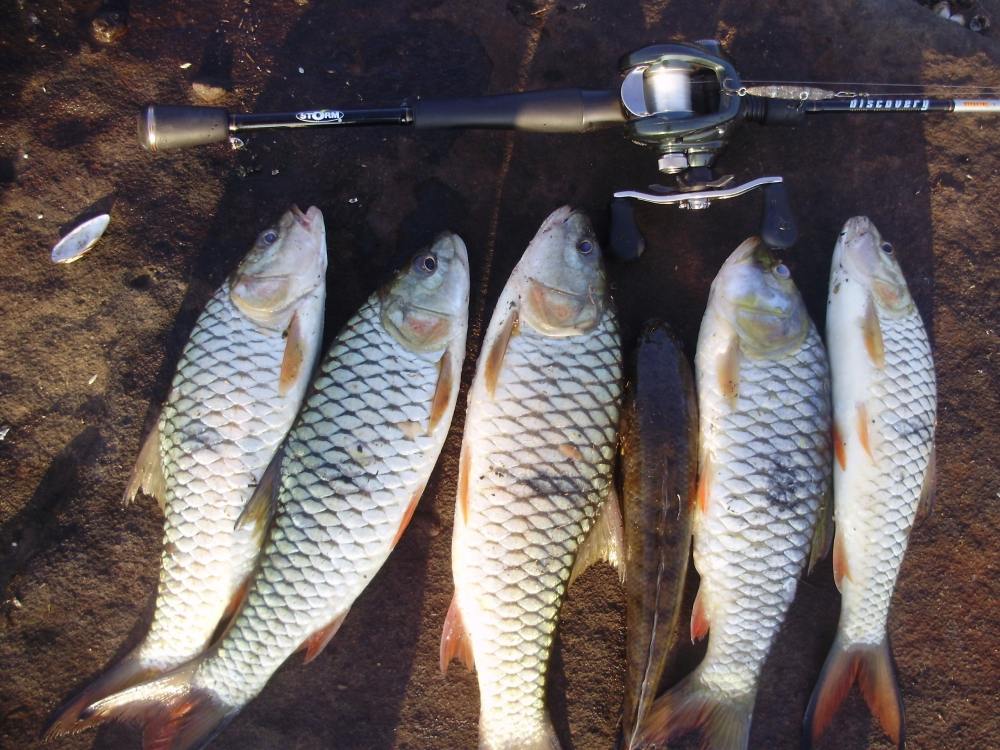 Diawa Laguna ตีไม่ออก