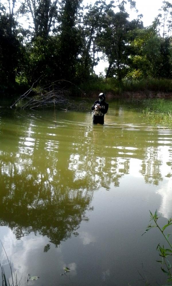 ปลาในท้องนาเริ่มลงสระเเล้วครับ