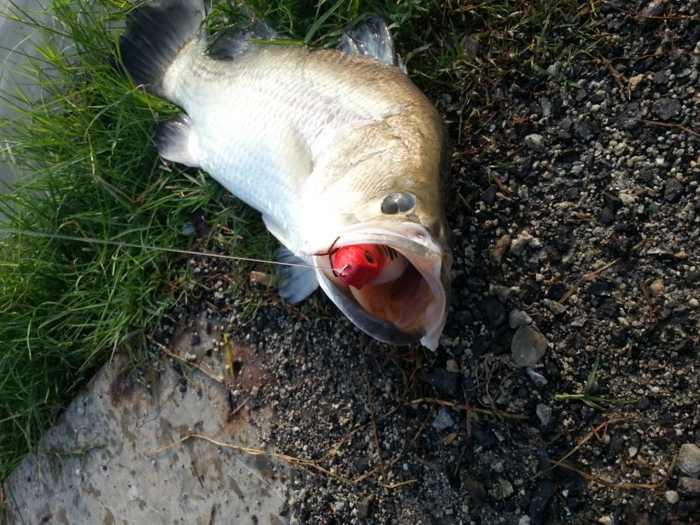MawBa Swimbait มาเป็นฝูง ใหญ่ไว้ก่อน