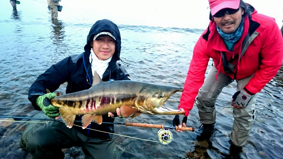 ฟลายตกSalmon ที่Holkkaido