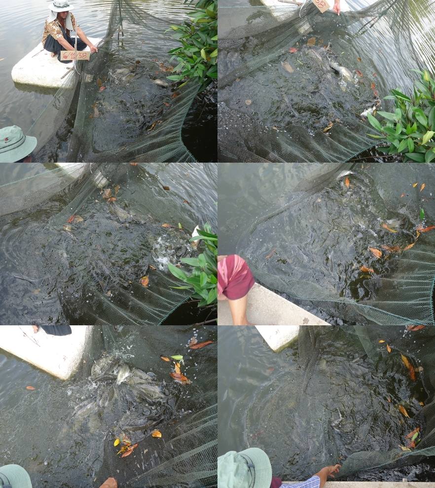 ##บ่อตกปลาเจ้เพ็ญ##