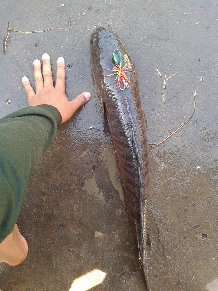 ผลงานเด็กคนหนึ่งที่ชอบตกปลาครับ เหยื่ออาชล